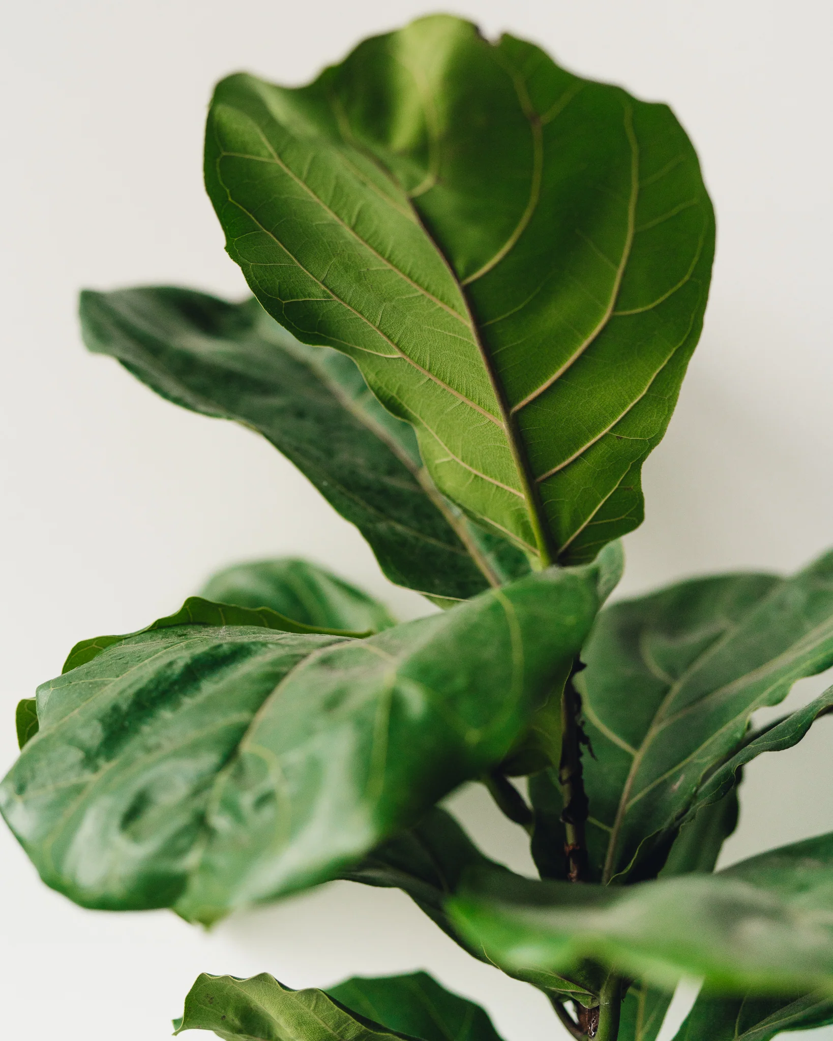 Ficus lyrata, "Fiddle Leaf Fig" - Image 10