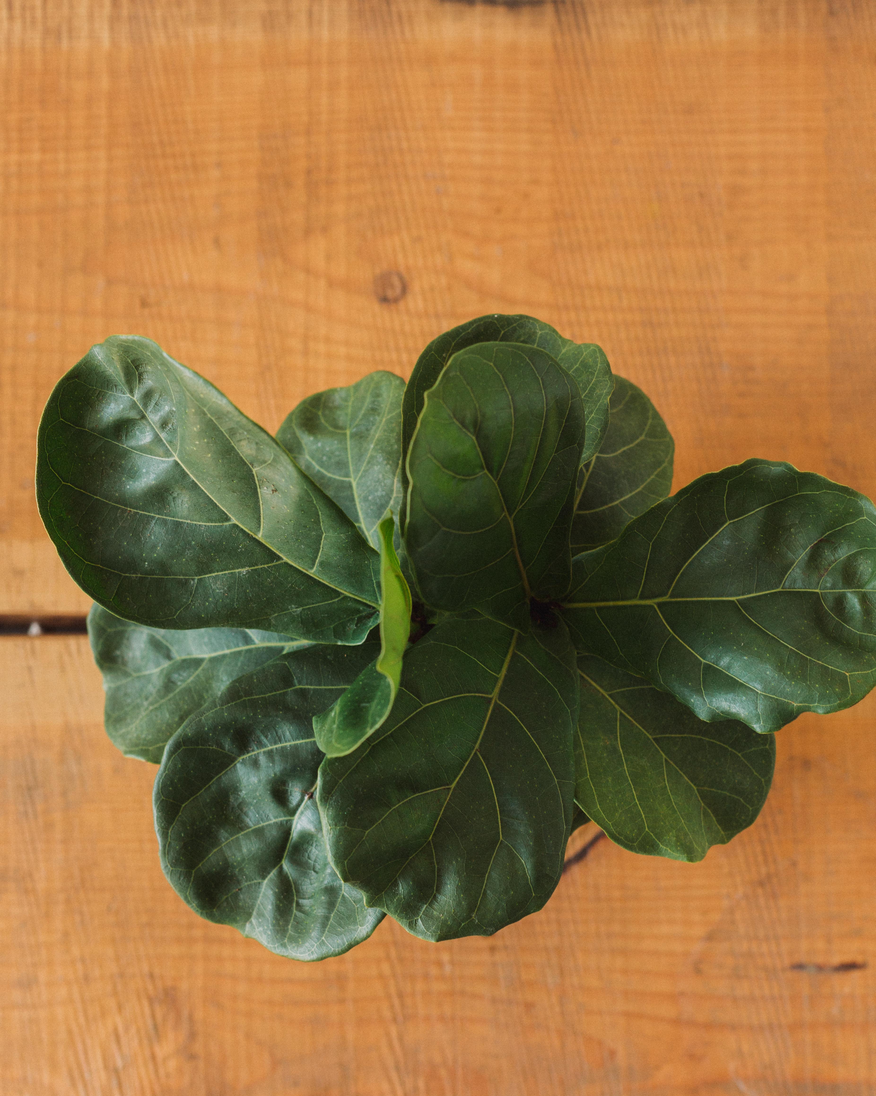 Ficus lyrata, "Fiddle Leaf Fig" - Image 5