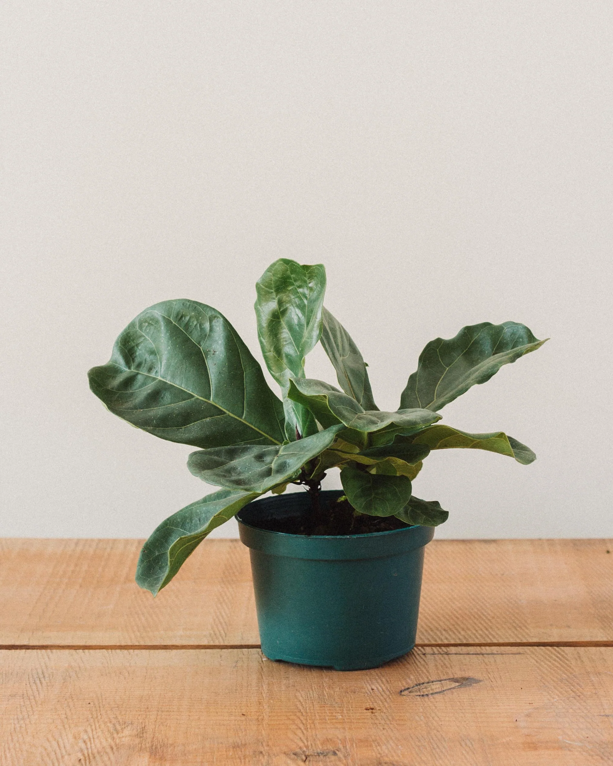 Ficus lyrata, "Fiddle Leaf Fig" - Image 6
