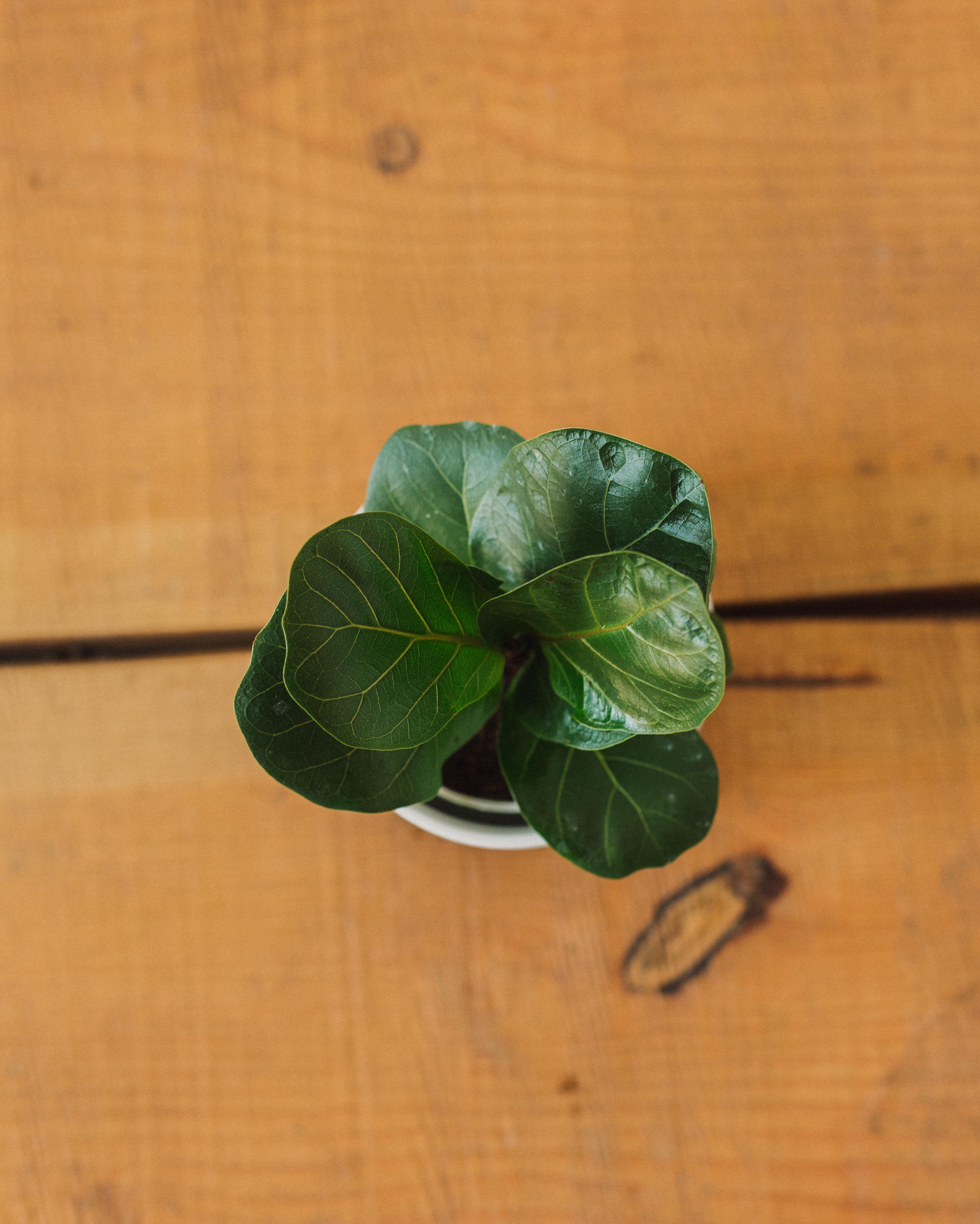 Ficus lyrata, "Fiddle Leaf Fig" - Image 8
