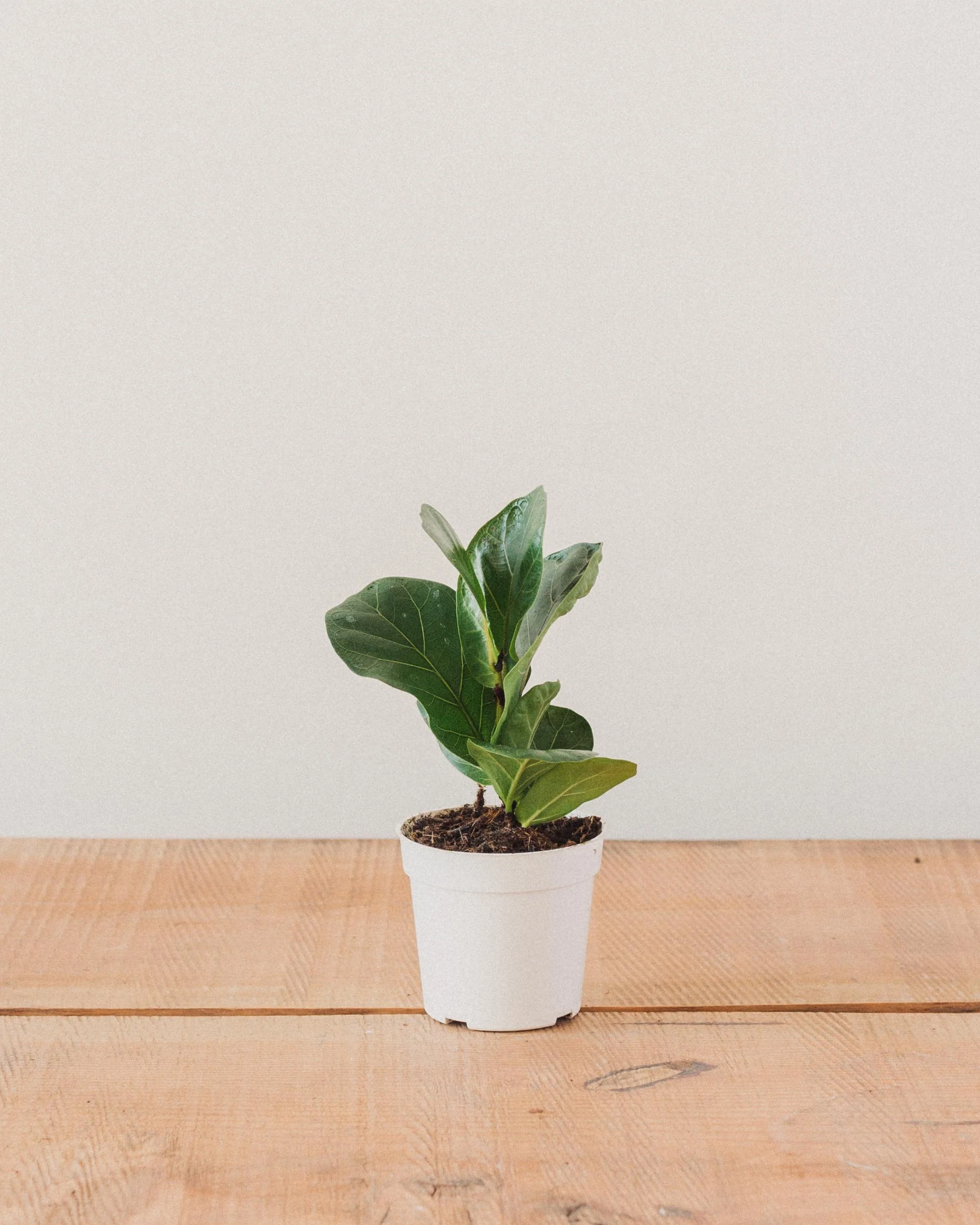 Ficus lyrata, "Fiddle Leaf Fig" - Image 9