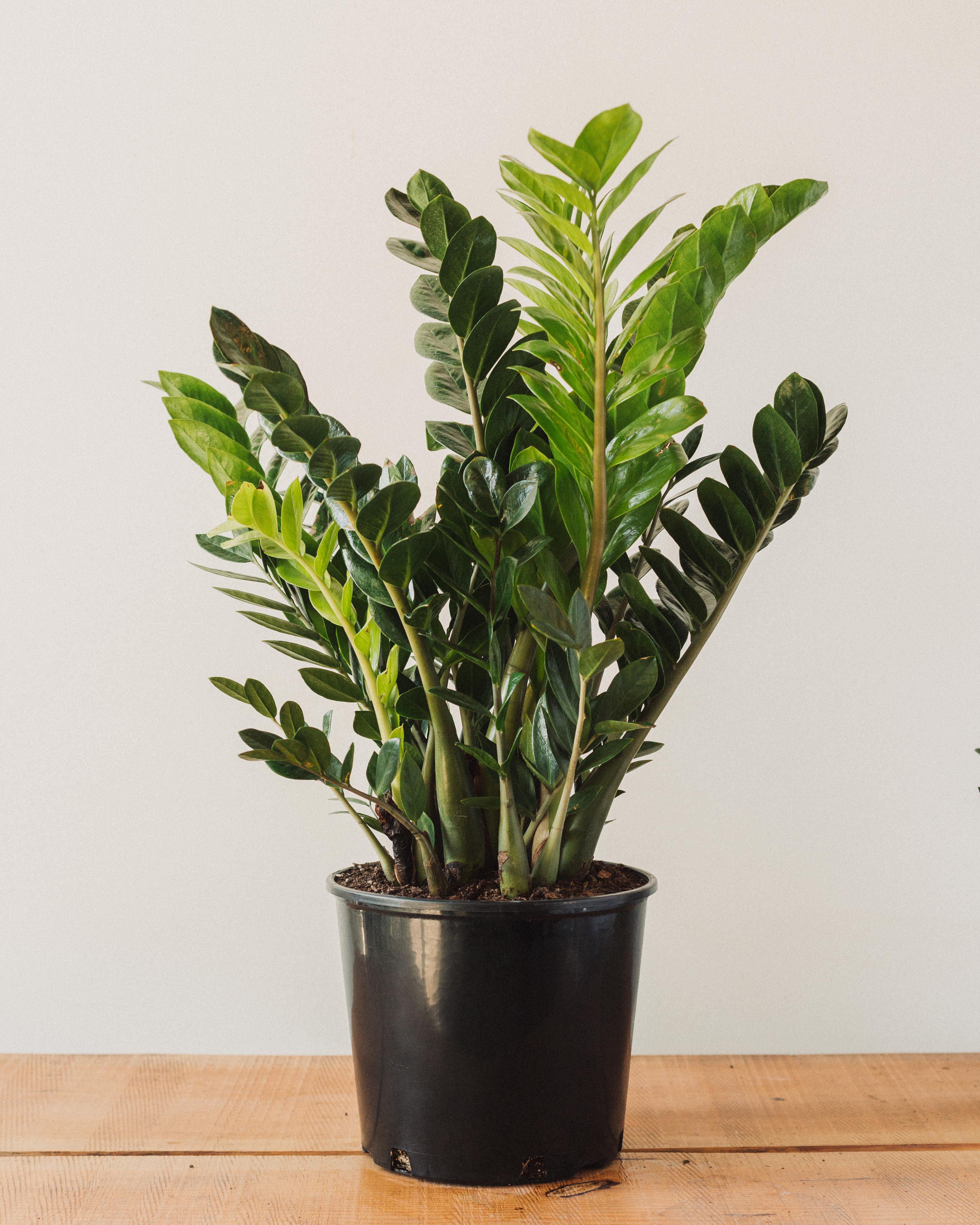 Zamioculcas Zamiifolia, "ZZ Plant" - Image 3