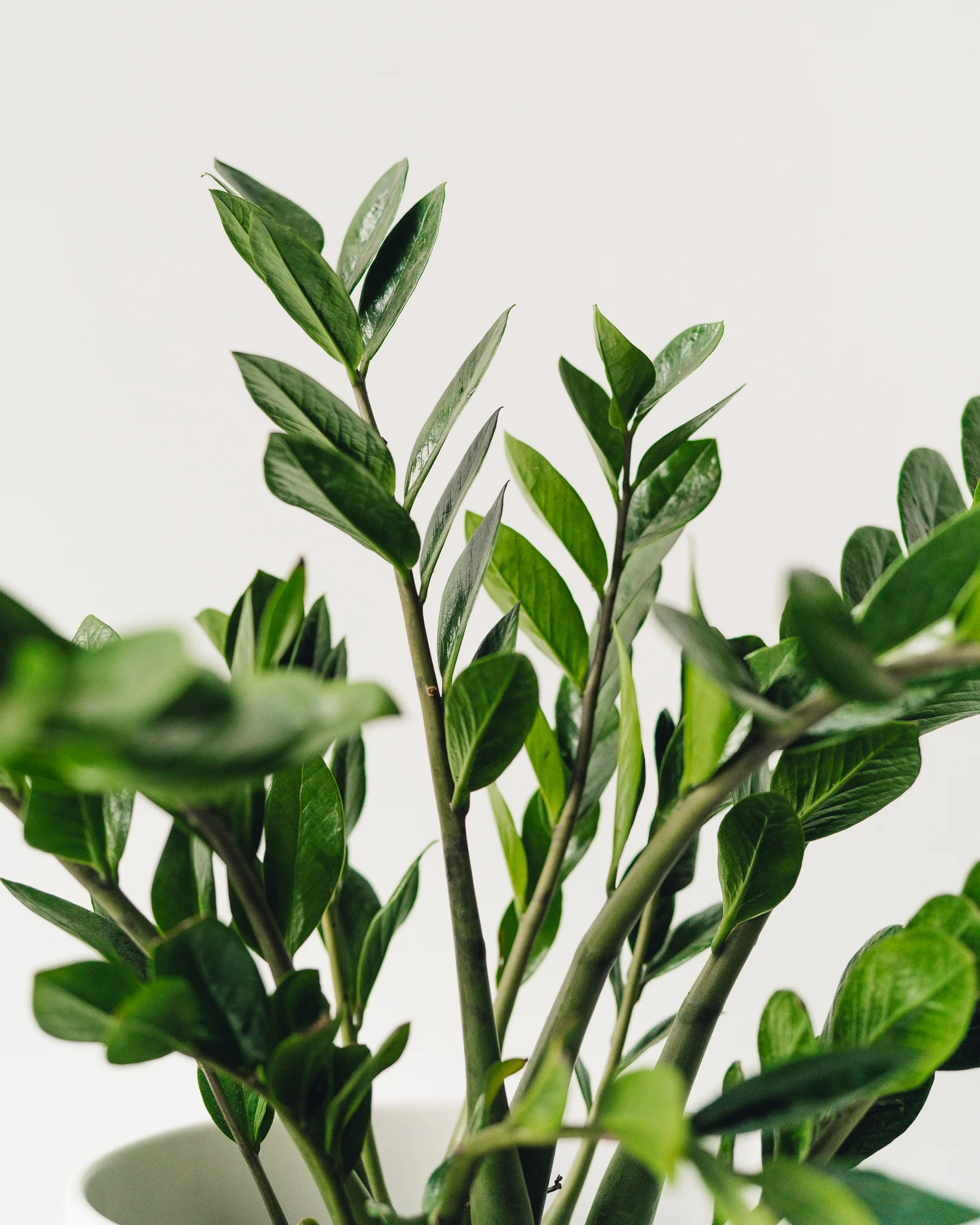 Zamioculcas Zamiifolia, "ZZ Plant" - Image 4