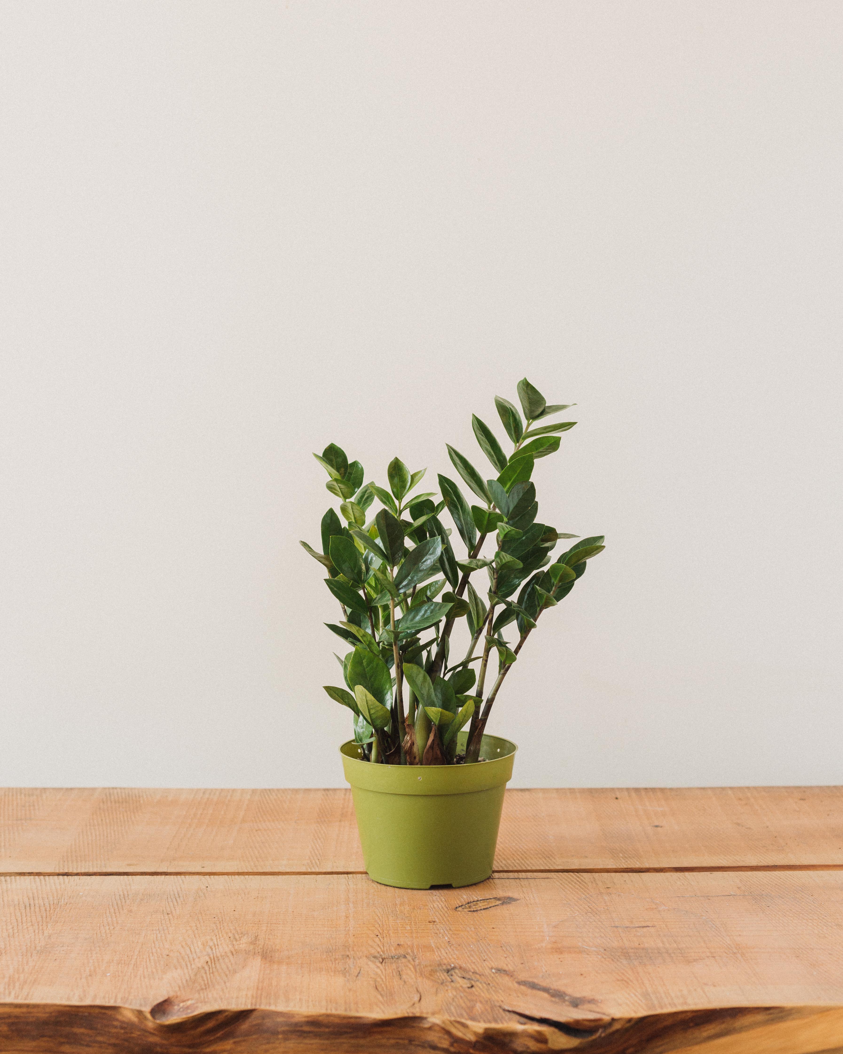 Zamioculcas Zamiifolia, "ZZ Plant" - Image 6