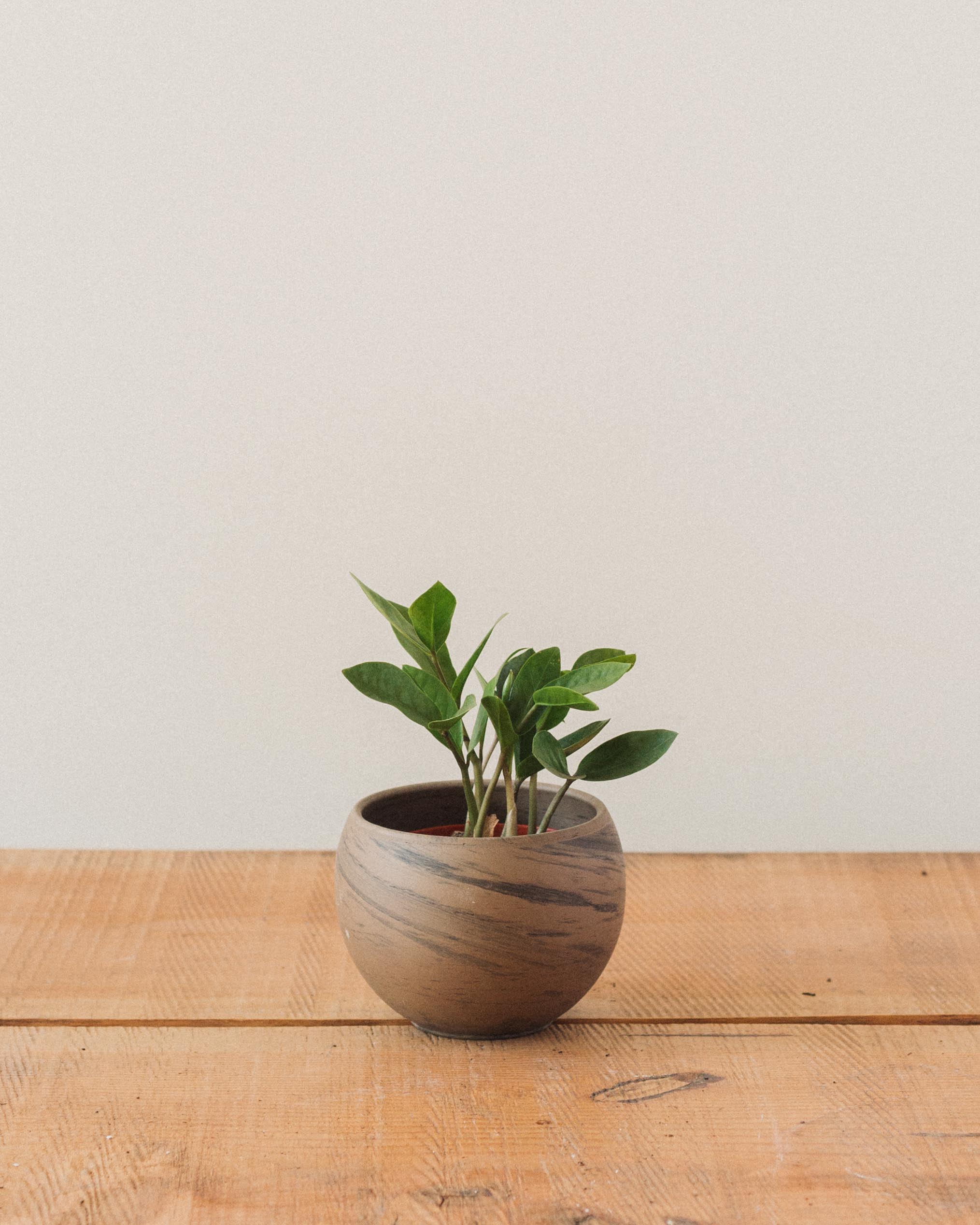 Zamioculcas Zamiifolia, "ZZ Plant" - Image 7