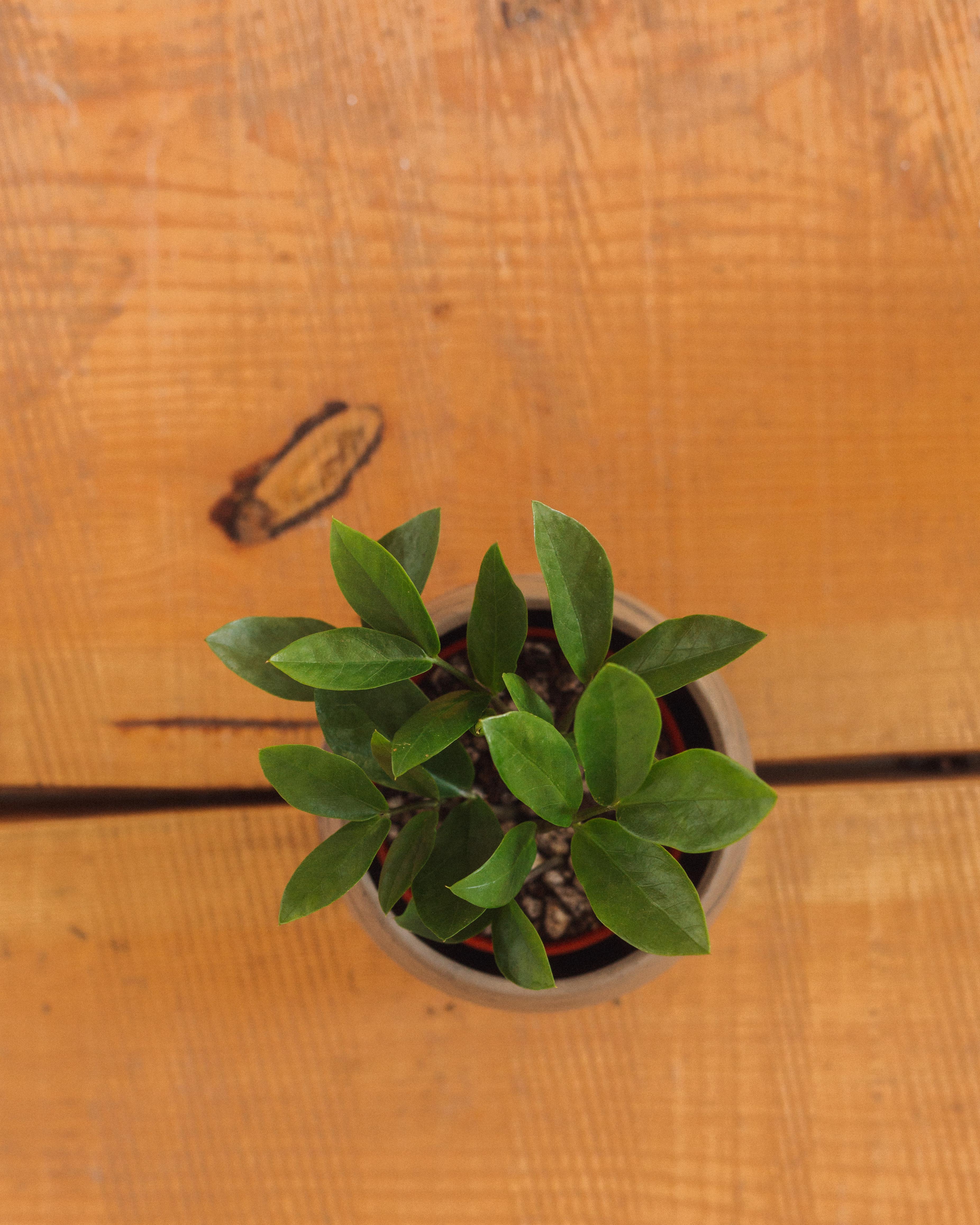 Zamioculcas Zamiifolia, "ZZ Plant" - Image 8