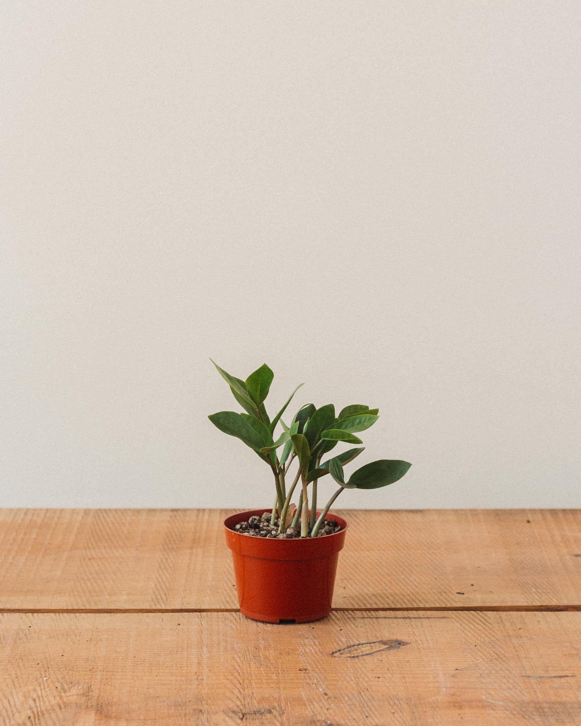 Zamioculcas Zamiifolia, "ZZ Plant" - Image 9